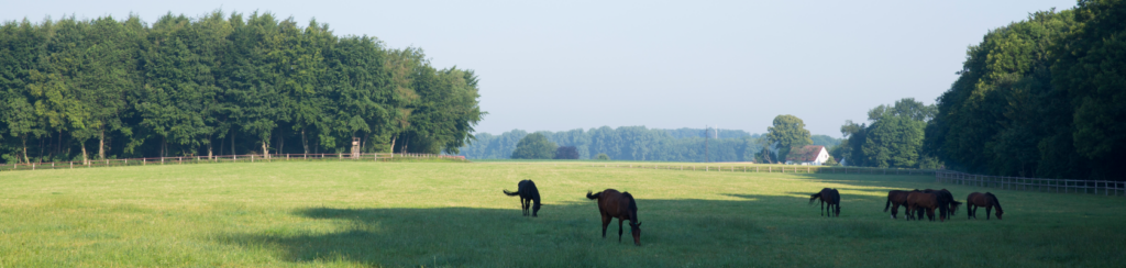 Weide Osthoff mit Pferden